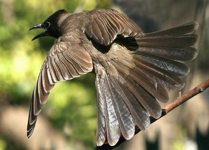 Tiptol vlieg.jpg - Tiptol vlieg